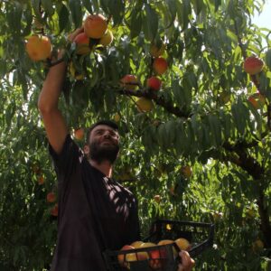 samsunda hasat zamani kilosu 80 liradan basliyor NNzJLLd2