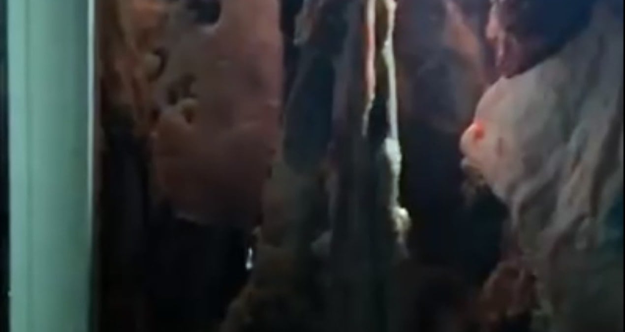 bir sehrin konustugu skandal yakalanmasa aksam sofralarimiza gelecekti 4WzX9AEi