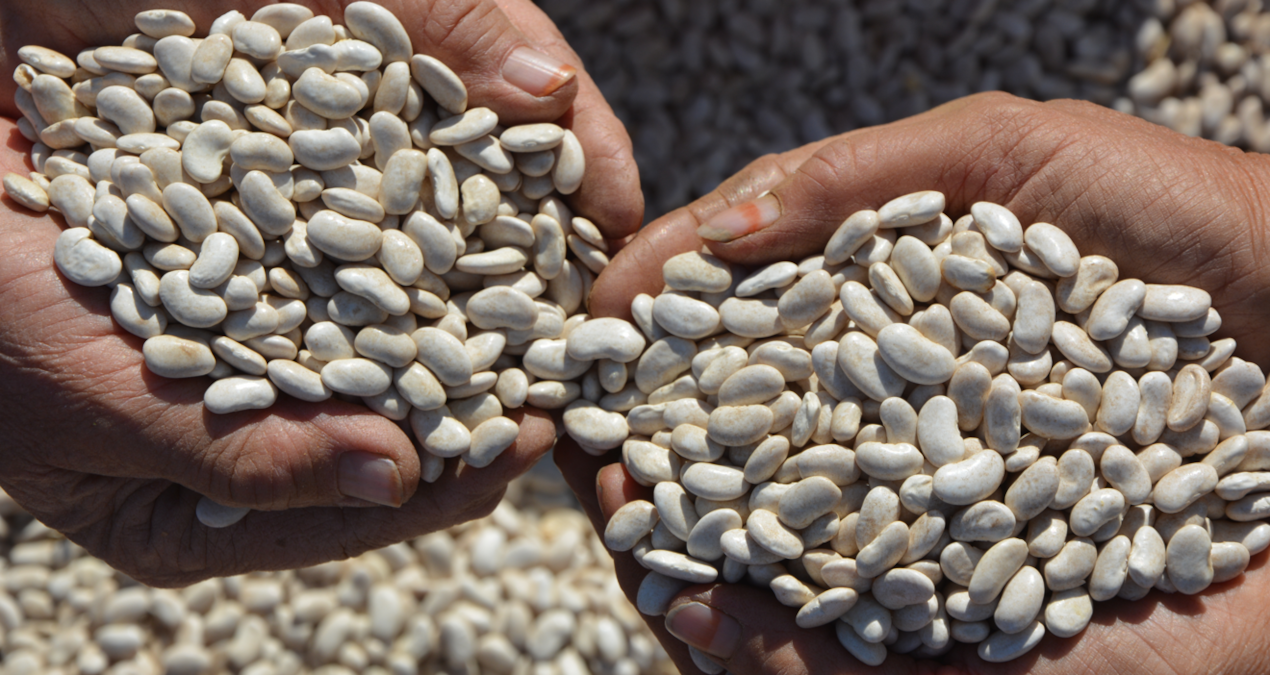 susuz ve kimyasalsiz demirci fasulyesi turkiyenin sofralarini fethediyor sJhZmfjU