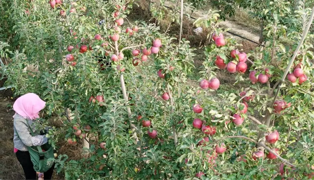 cinde elma endustrisi gelisiyor bTRNxDkU.jpg
