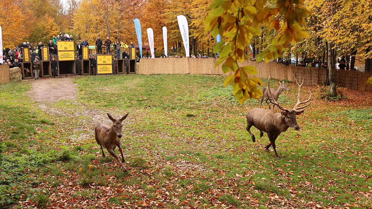 kocaelide 7 kizilgeyik daha dogaya salindi gaLGnTQL.jpg