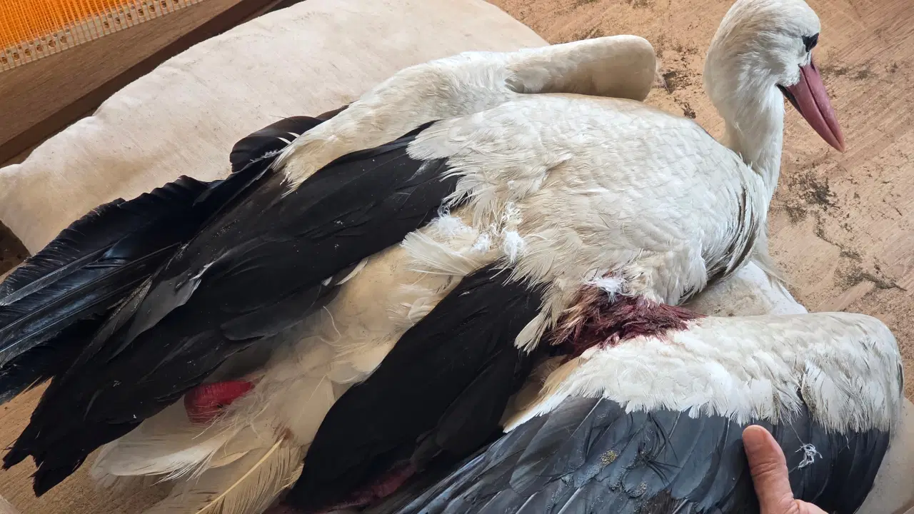 Hatay’da 2 Ayda 53 Leylek Avlandı: Doğa Koruma Ekipleri Tedaviye Aldı