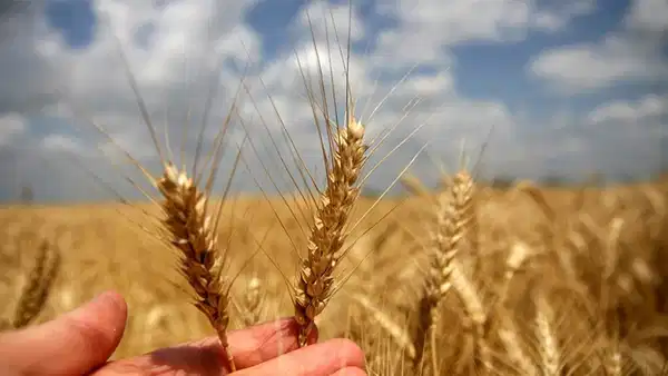 bugday-fiyatlari-ne-zaman-aciklanacak-2026-tmo-arpa-ve-bugday-alim-fiyati-ne-kadar-HiMBjhsY