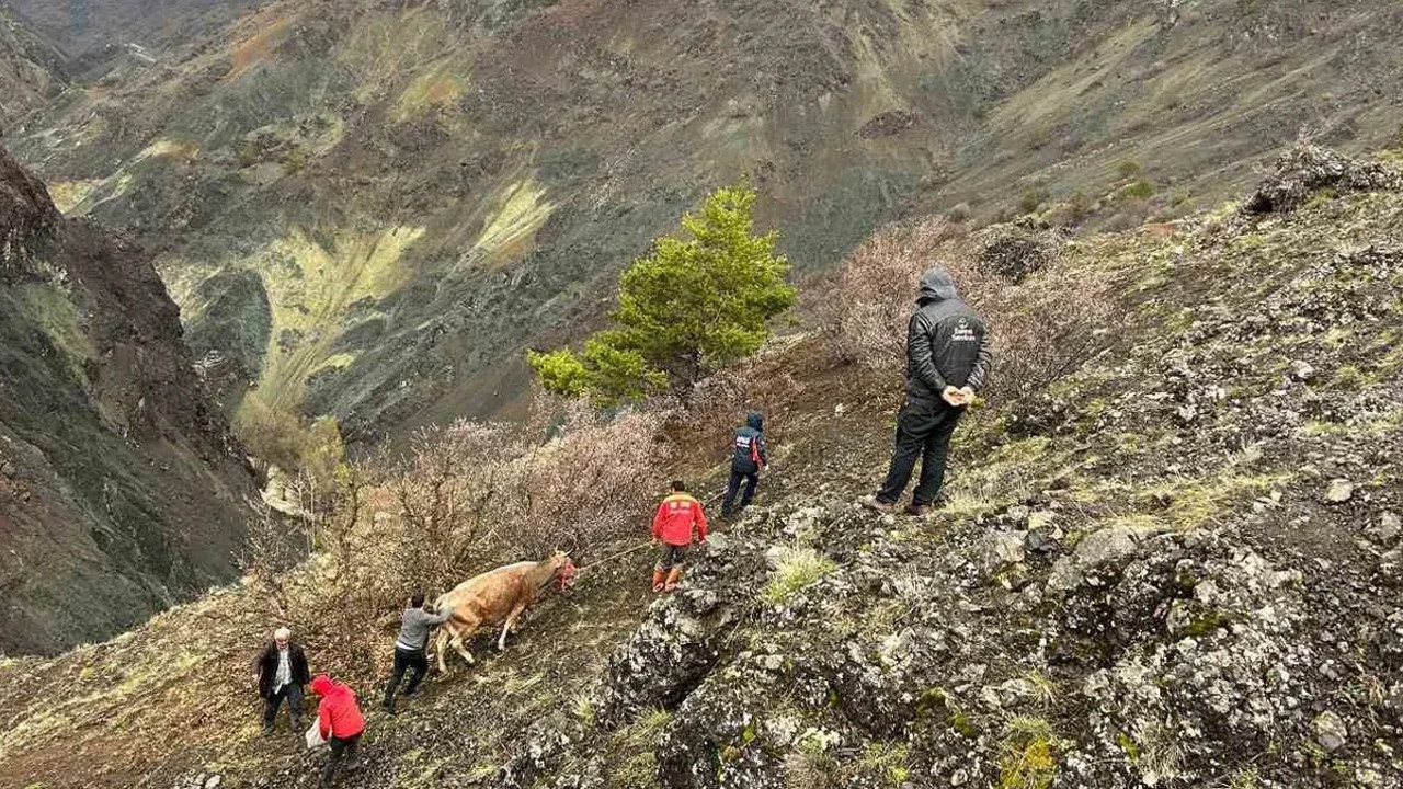sarp-kayaliklarda-mahsur-kalan-2-inek-afad-tarafindan-kurtardi-kCch8NpD