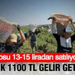 Kilosu 13 15 tlden satiliyor gunluk 1100 lira gelir getiriyor domates hasadi basladi 23ehEE23