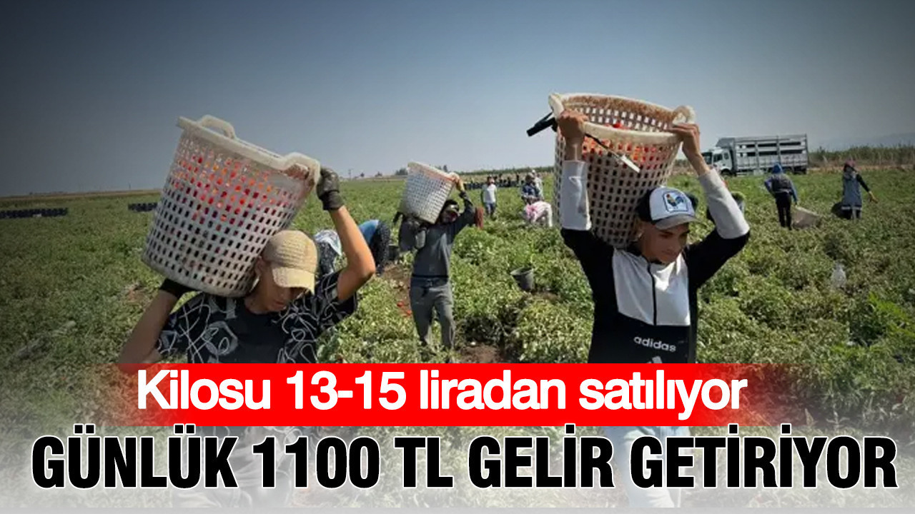 Kilosu 13 15 tlden satiliyor gunluk 1100 lira gelir getiriyor domates hasadi basladi 23ehEE23